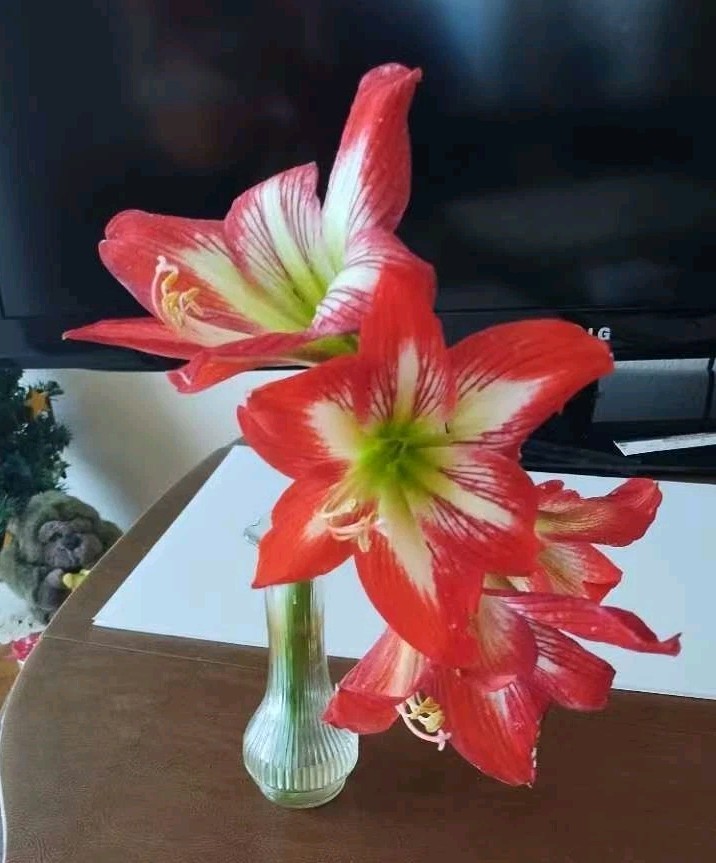 15 Organic 2026 New SEEDS: Very Beautiful Giant Amaryllis Hippeastrum Flowers