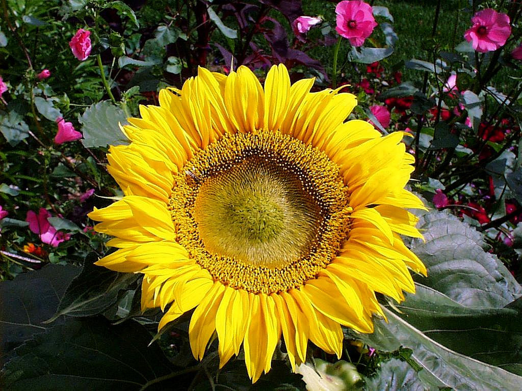 sunflower, SUNSPOT DWARF, 2 FT TALL, yellow flower, 45 seeds! GroCo# buy US USA