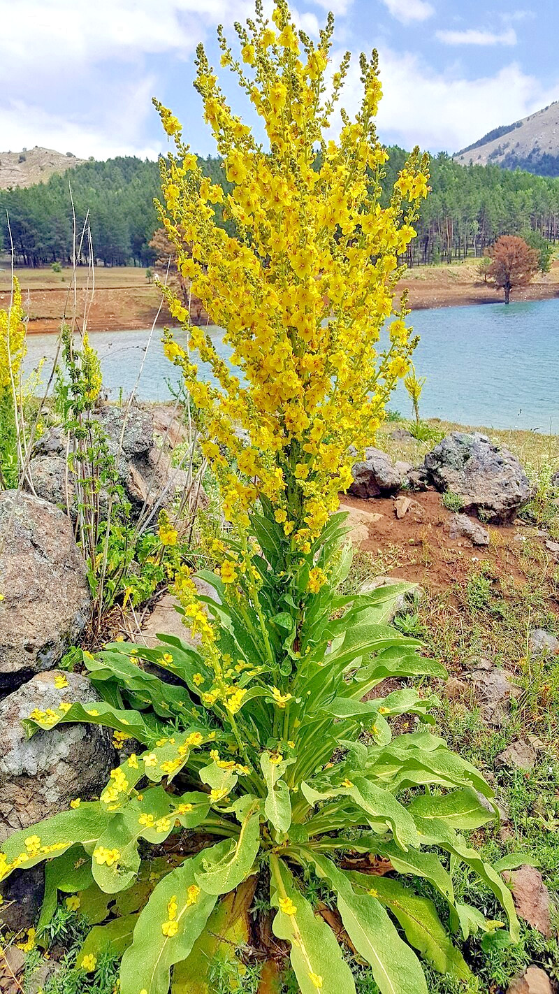 Mullein Olympicum 500 seeds, hardy 6-10′ tall, yellow flowers, Verbascum