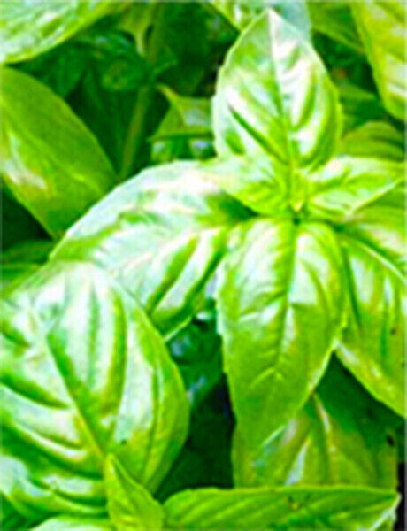 SCARBOROUGH SEEDS Italian Large Leaf Basil, Heirloom Herb 500 Seeds, non GMO