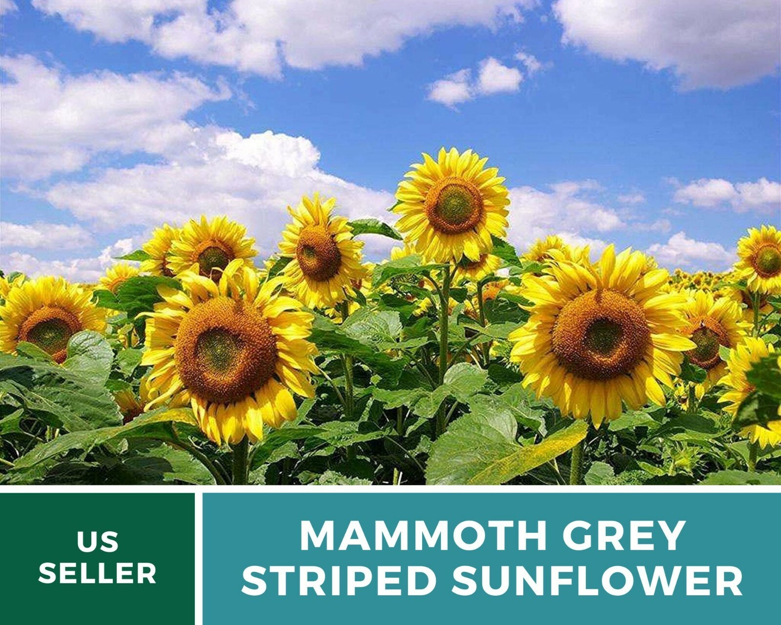 Sunflower, Mammoth Grey Stripe – Heirloom Seeds – Medicinal & Culinary – GMO Fr