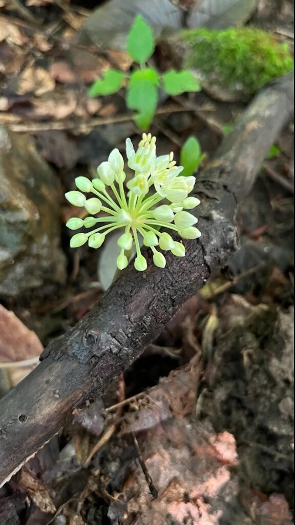 10 Bare root wild leek bulbs (ramps) for planting