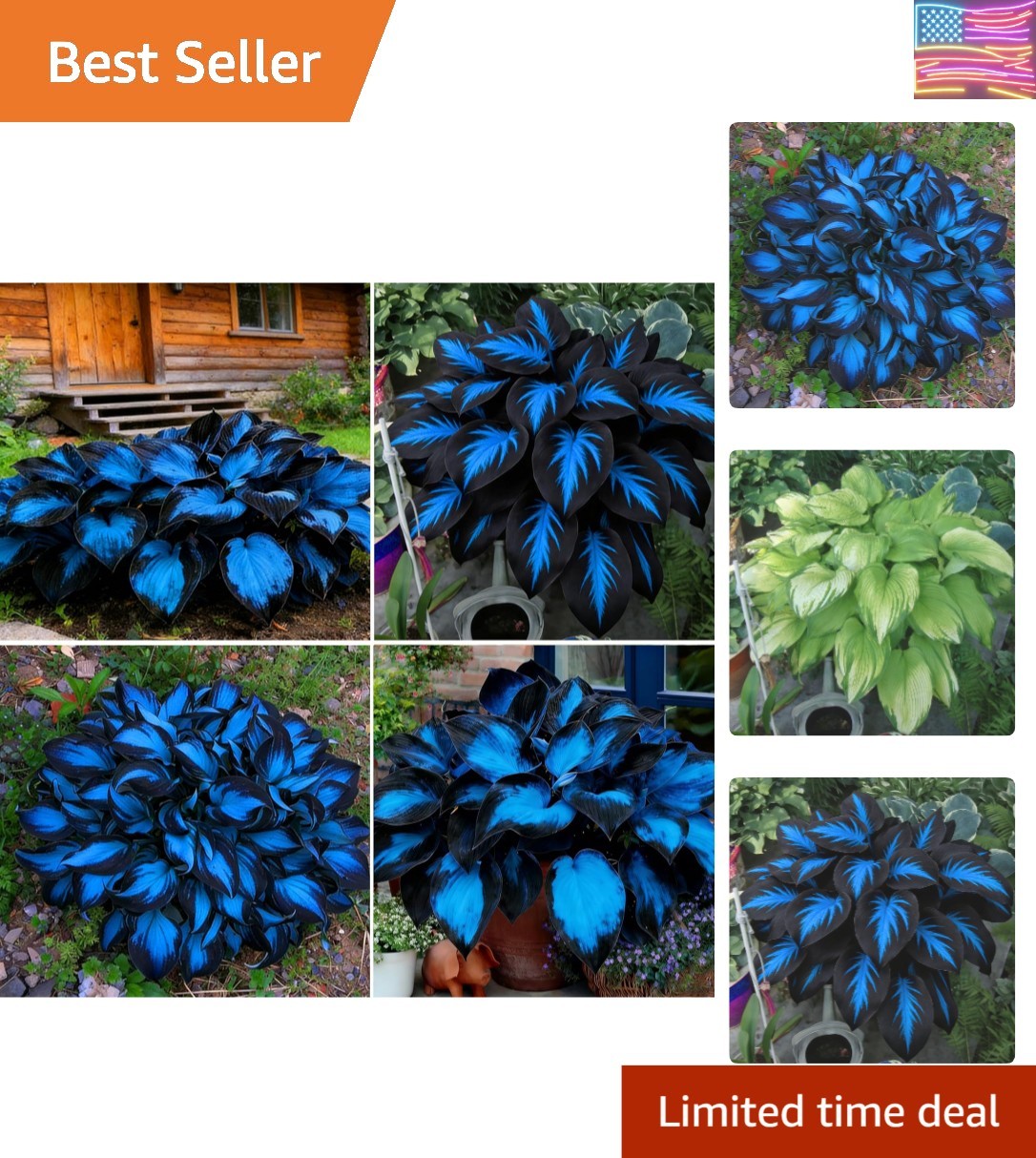 290+ Hosta Seeds for Planting, Rare Perennial Flower – Non-GMO