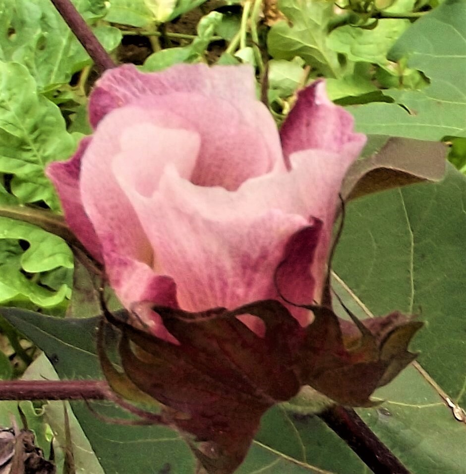 30 EGYPTIAN GREEN LINT Cotton Seed Extremely Rare Heirloom Ornamental