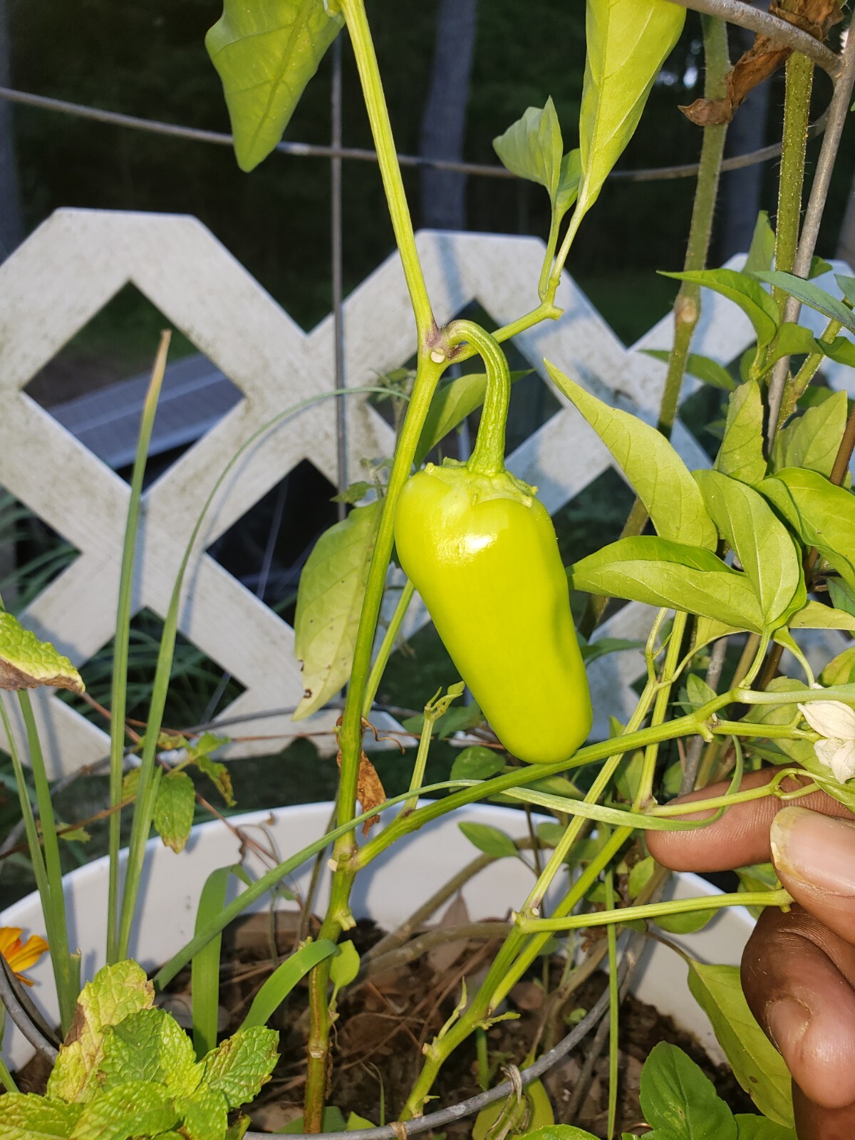 Heirloom, Open Pollinated, Non GMO Garden Seeds