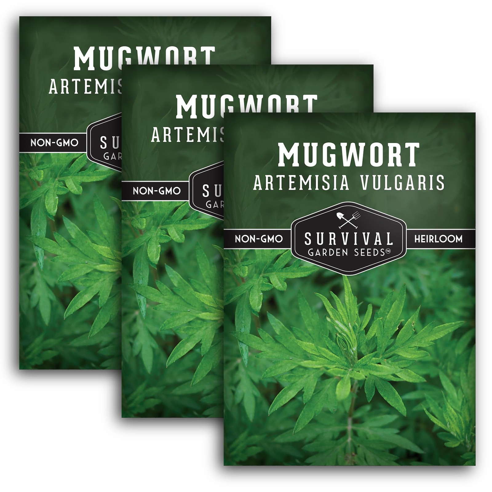 Mugwort Seeds for Planting – 3 Packets with Growth Instructions for Home Garden