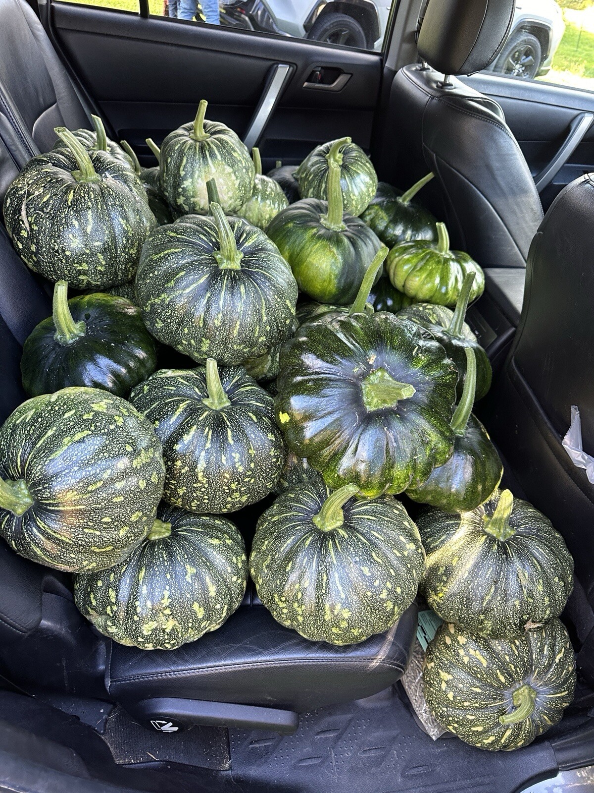 Pumpkin – Bangla Sweet Spotted – Dotted Pumpkin- 10 Indian sweet Pumpkin Seeds