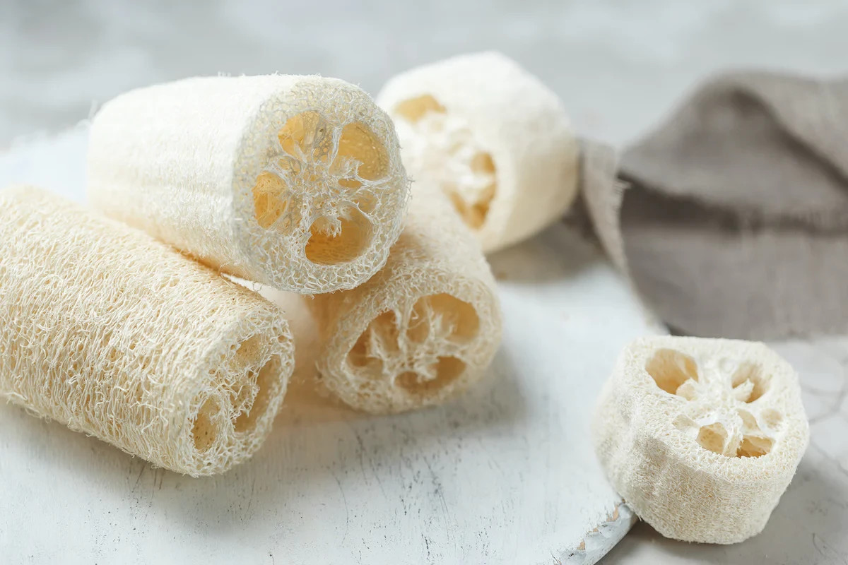 10 Luffa Seeds Sponge/Edible NON GMO Free Shipping & Tracking