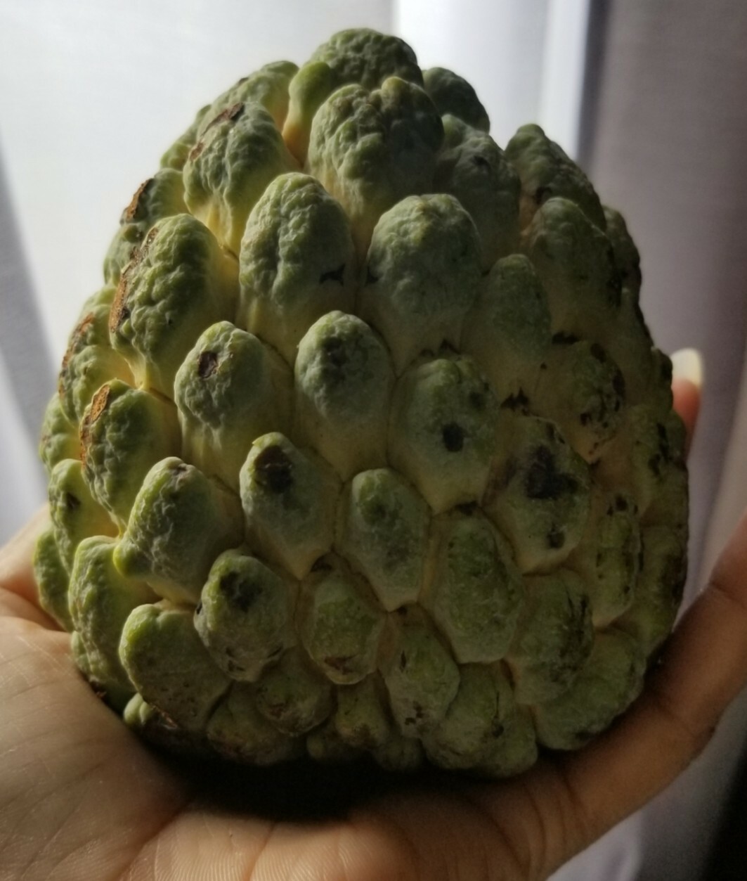 100 pcs Organic Sugar Apple Annona Thai Custard Apple Seeds Plant Fruit Tropical