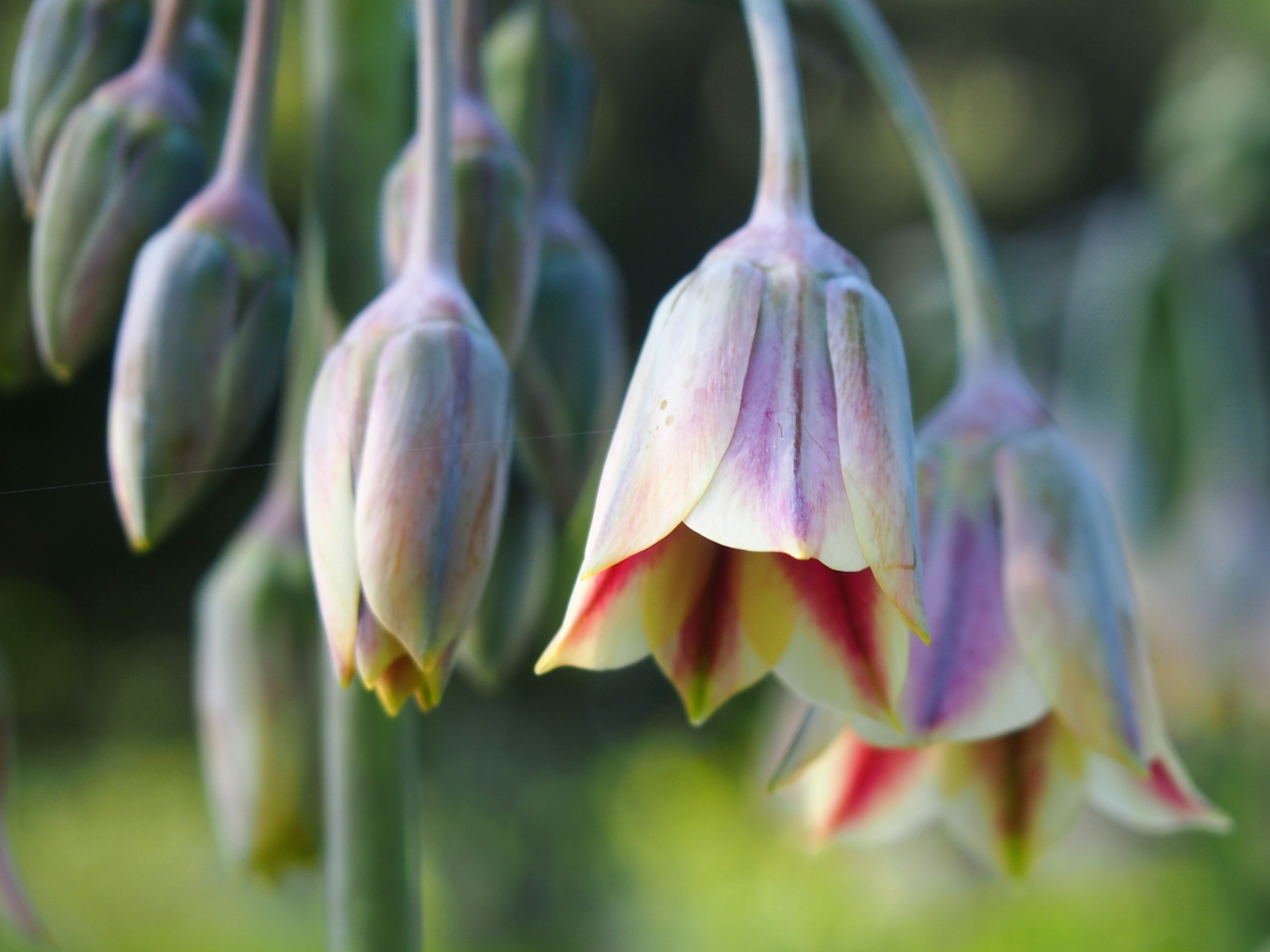 20 HONEY GARLIC Seeds (Allium siculum) | NON-GMO | Free shipping | Annual