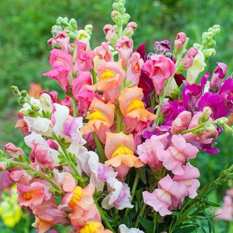 300 Snapdragon Northern Lights Mix Seeds / Planting / Fall / Perennials