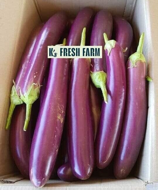 LONG PURPLE EGGPLANT SEEDS, HẠT CÀ TÍM DÀI, 紫茄子, 보라색 가지