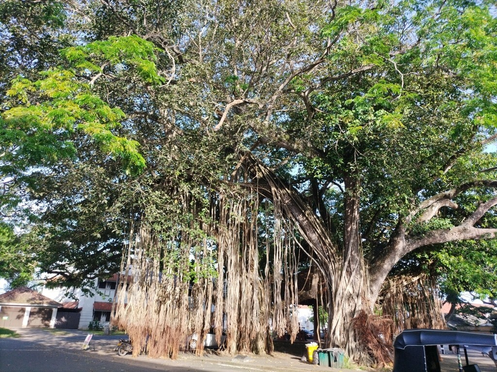 Ficus Benghalensis Tree Seeds, Banyan Fig Seeds, Bengal Fig, Bonsai, Indian