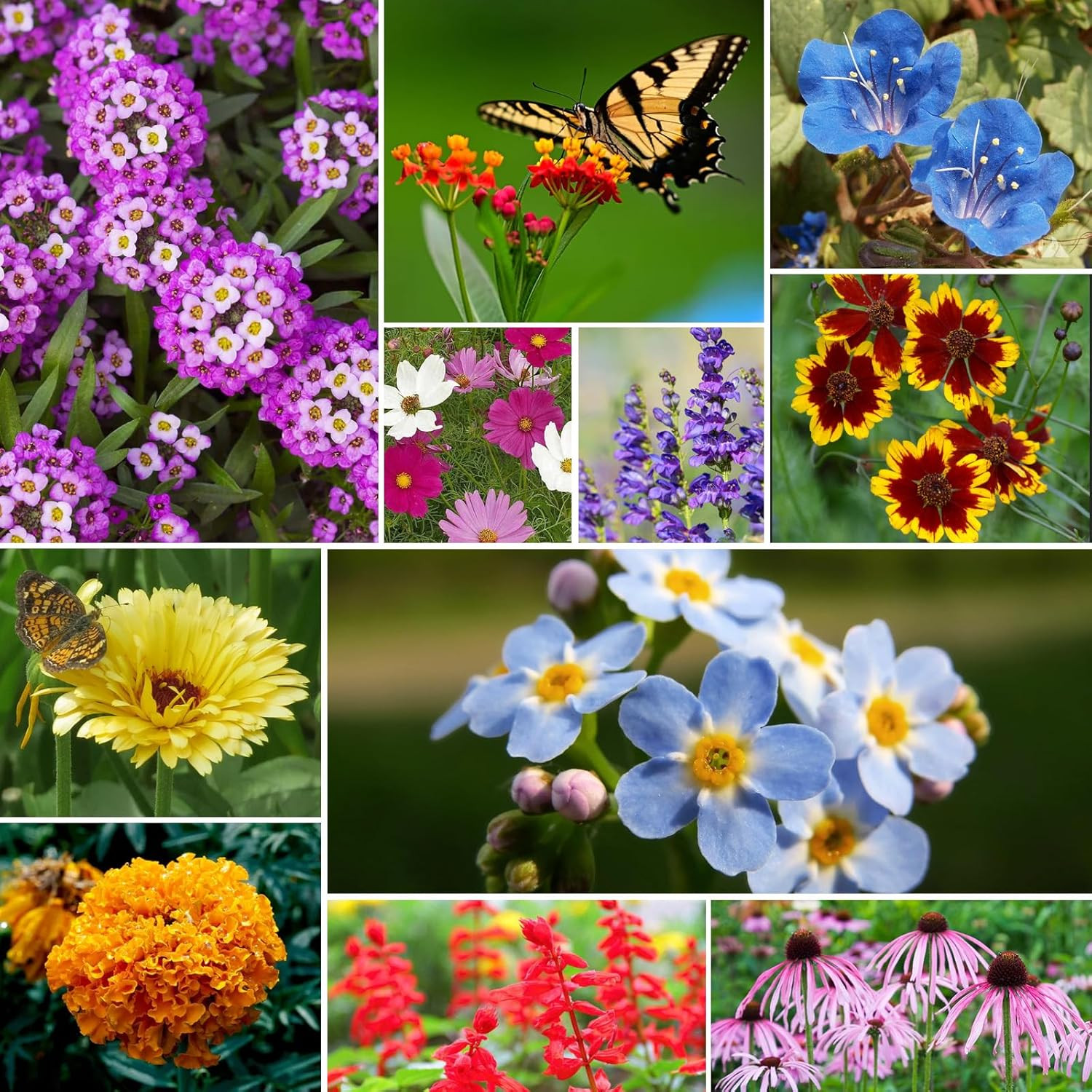All Perennial Wildflower Seeds Bulk, 1/4 lb, 100,000+ Seeds, 26 Variety Mix with