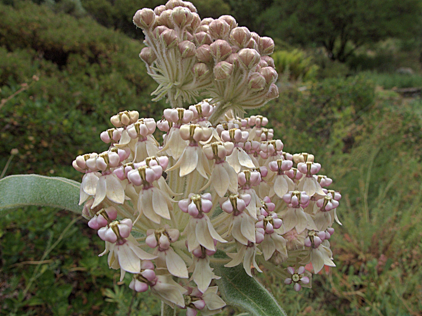 Kotolo Milkweed Seeds California Native Seeds Asclepias eriocarpa 50 Seeds