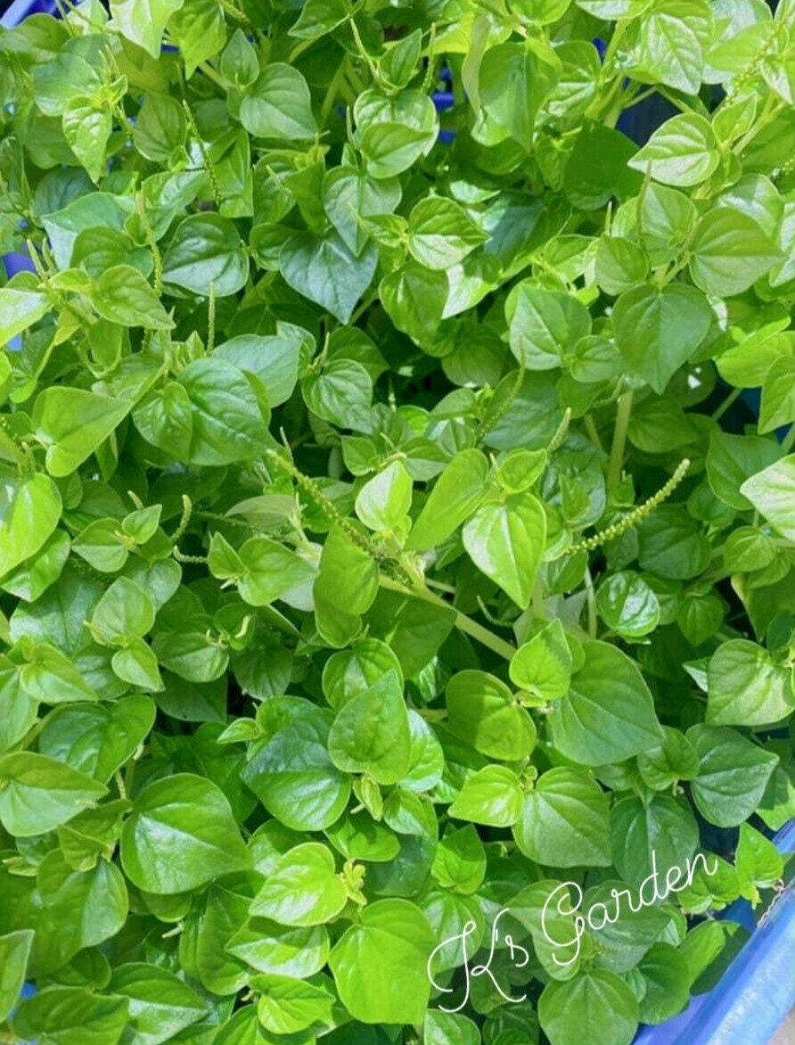 (500+ PCS) CRAB CLAW ,PEPEROMIA PELLUCIDA SEEDS, HẠT RAU CÀNG CUA