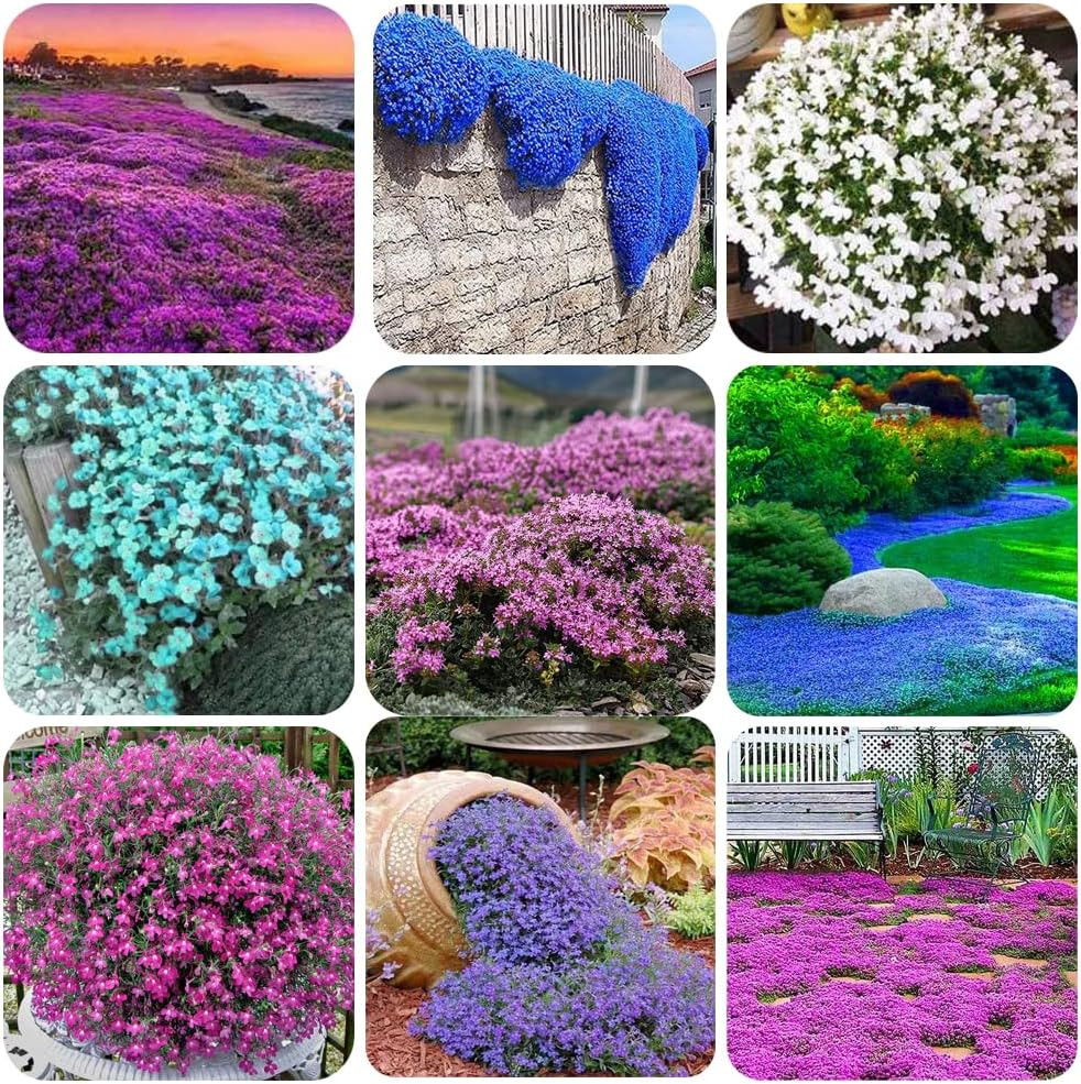 1000+ Mix Creeping Thyme for Planting, Thymus Serpyllum Heirloom, Ground Cover