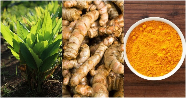 8 live Turmeric (Curcuma Longa) roots to plant or eat, USA seller