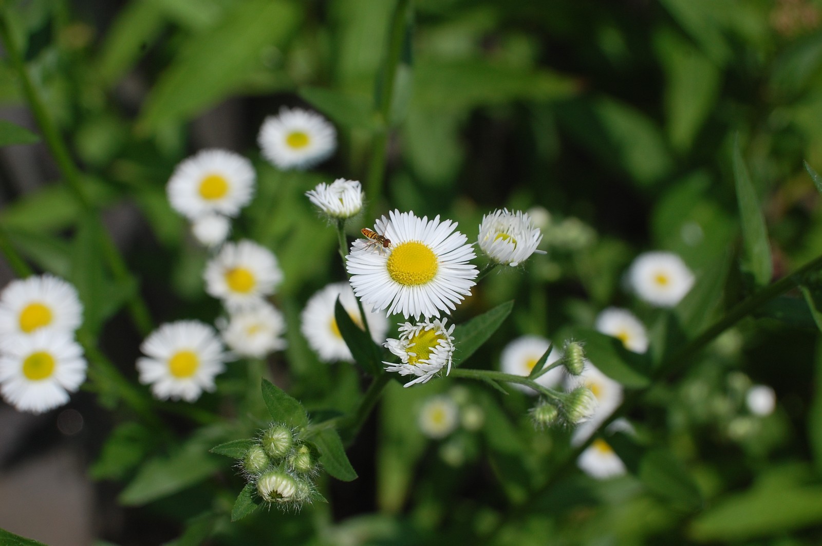 1/4 TSP + ANNUAL FLEABANE DAISY SEEDS/Erigeron annuus/NATIVE US