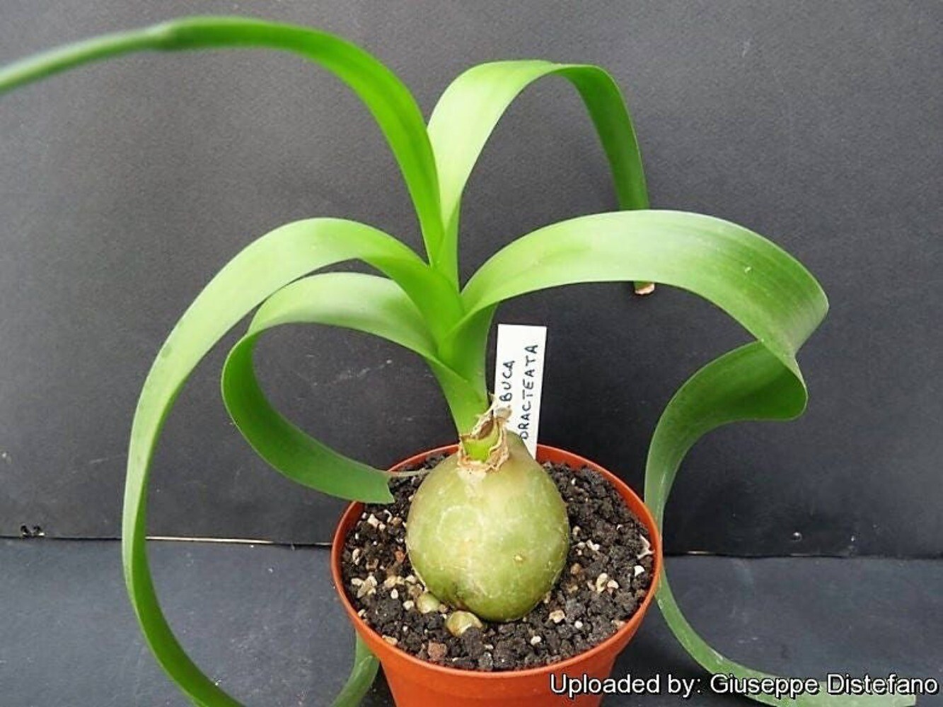 20 PREGNANT ONION SEEDS ak False Sea Onion Lily Ornithogalum Caudatum Houseplant
