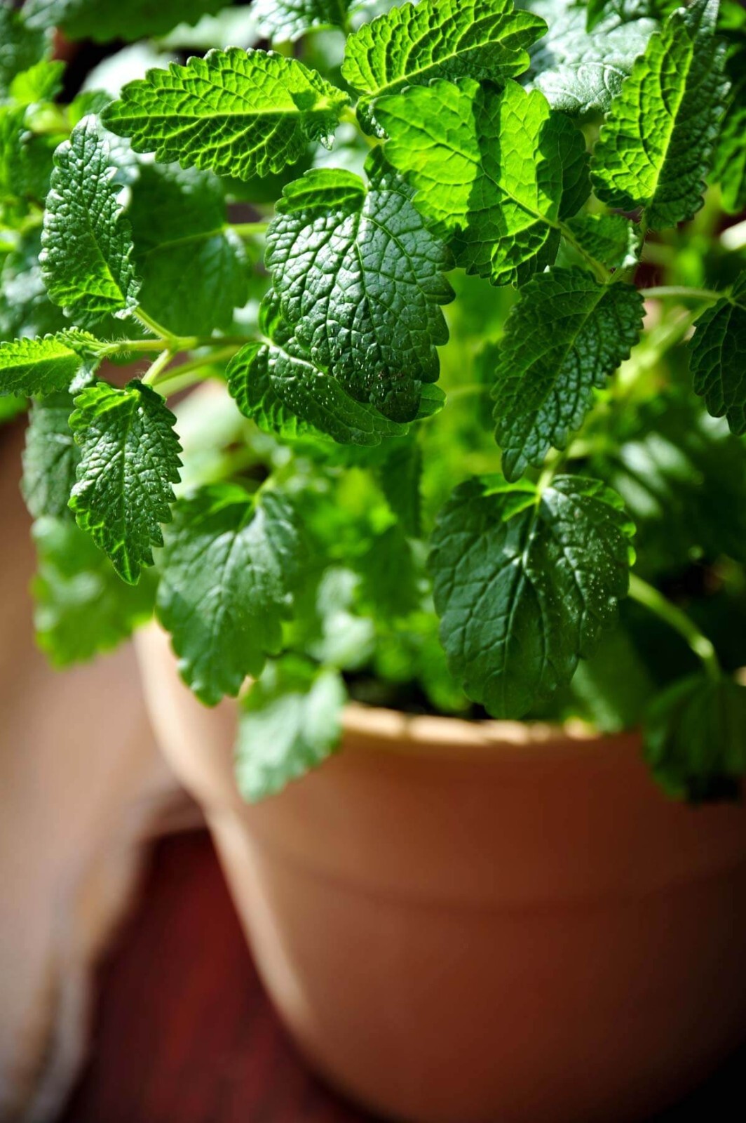 200 Seeds Lemon balm (Melissa officinalis)- Herb-(Organic)