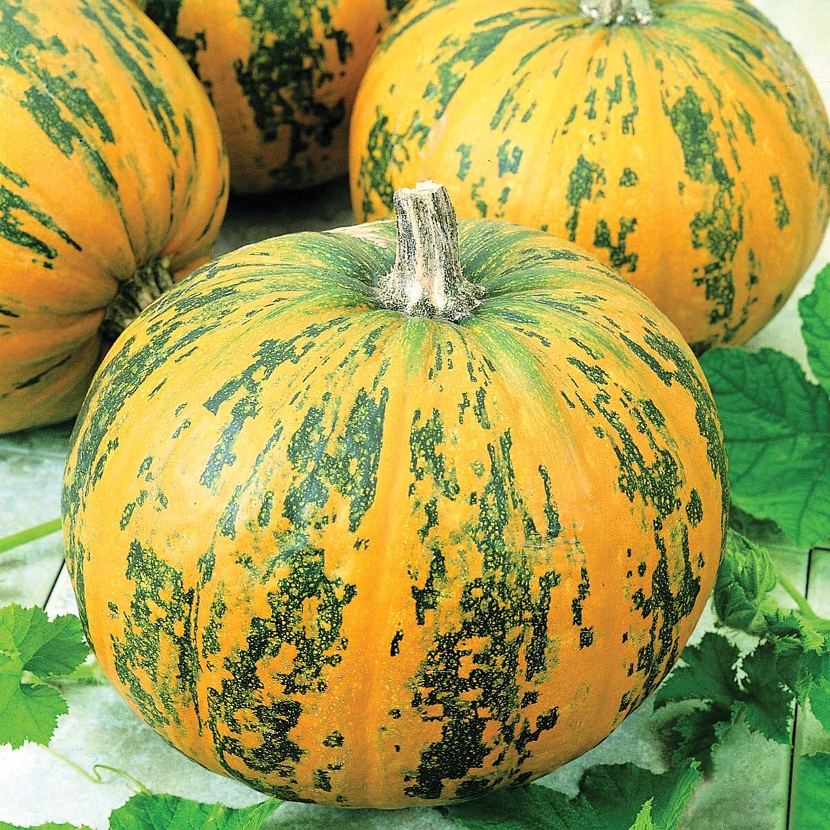 Exotic Green and Orange Pumpkin Seeds – 20+ Seeds, Made in USA – Grow Stunning M