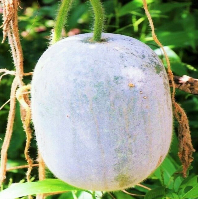 Giant White Skin Winter Melon Seeds |Dong Gua Ash Wax Gourd Hair Asian Seed 2024