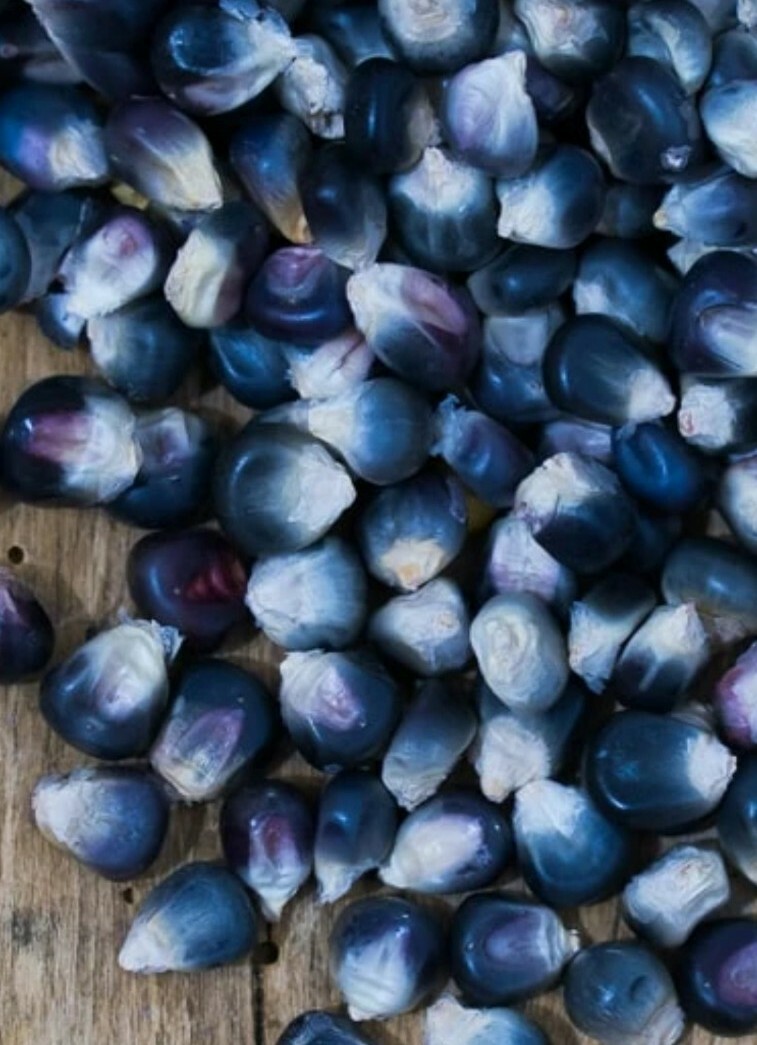 Blue Hopi Indian Corn Seeds Heirloom Flour Cornmeal Organic Seeds 1/2 LB