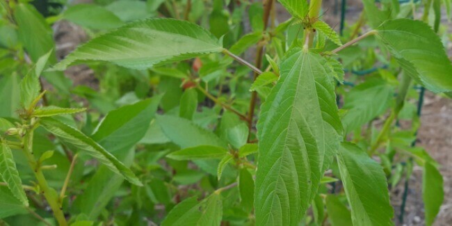 FreeShip 8oz 112,000 MOLOKHIA Egyptian Spinach seeds; ملوخية Saluyot