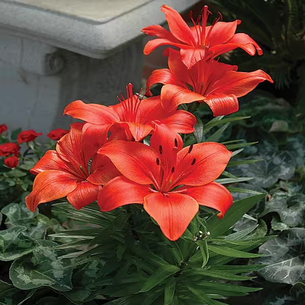 2 – RED ASIATIC LILY Live Flower Bulbs * ATTRACTS BUTTERFLIES