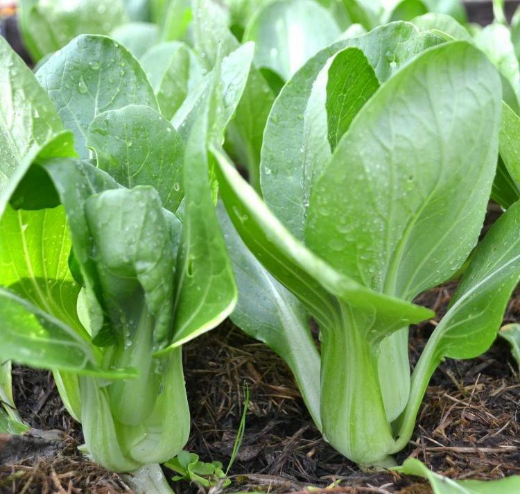 100+ Organic Baby Bok Choy Seeds, FREE SHIPPING