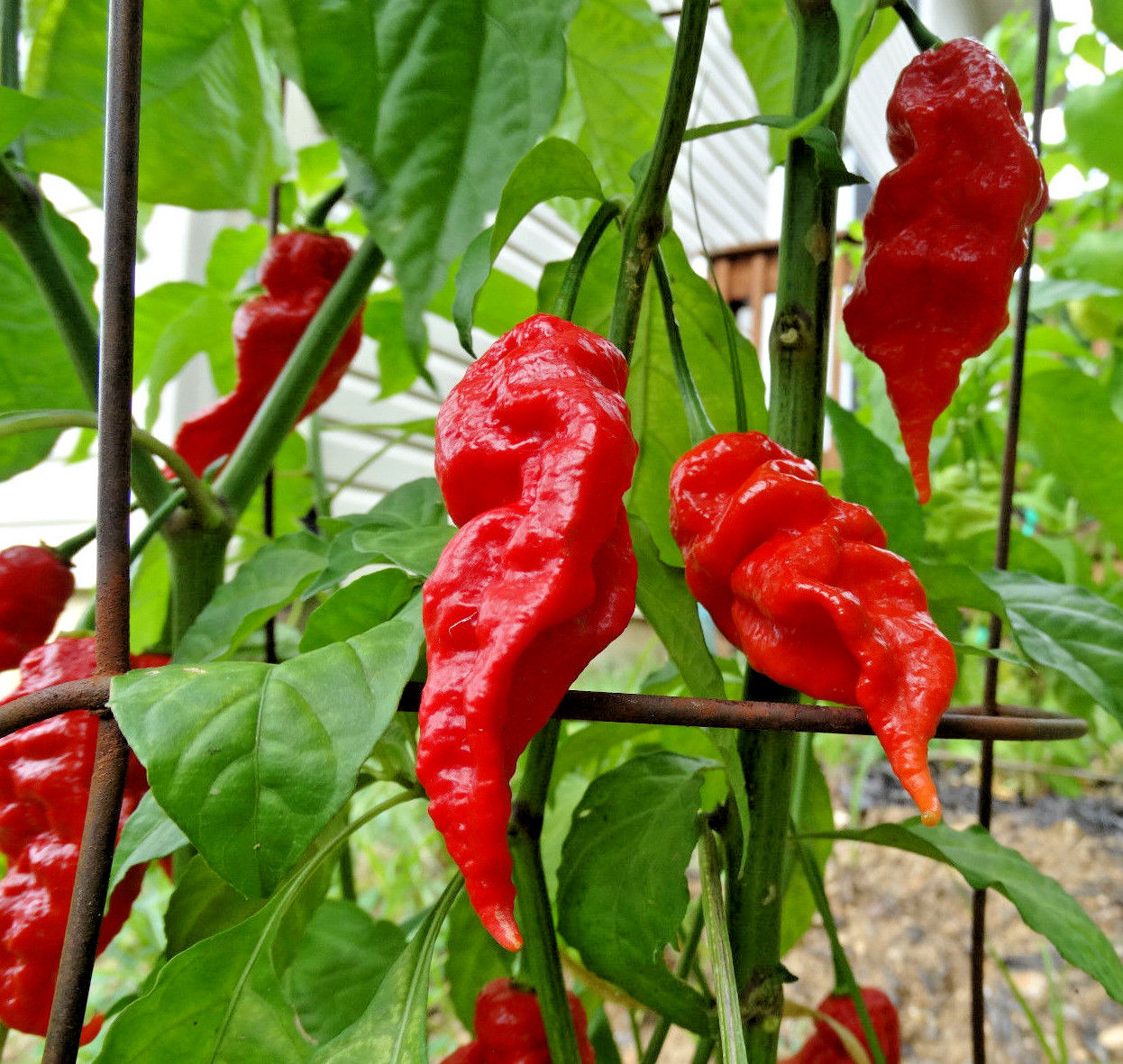 OVER 30+ JAYS RED GHOST PEPPER SEEDS SUPER HOT! GROW INSTRUCTIONS INCLUDED 2022