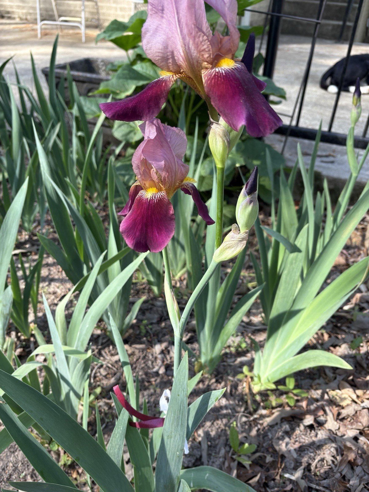 Iris Bulbs, Pink Magenta, Indian Chief, 5 Freshly Dug