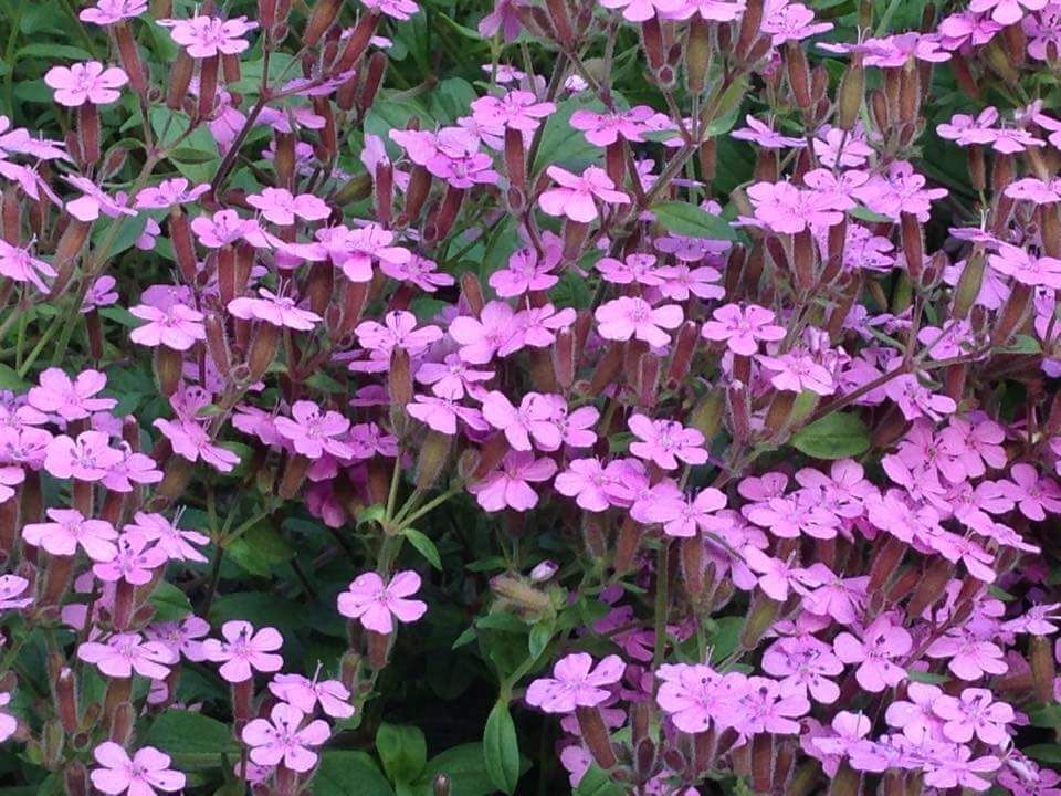 Soapwort Seeds 200+ Saponaria Ocymoides Pink Wildflower USA SELLER FREE SHIPPING