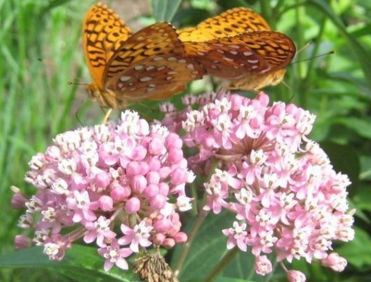 Milkweed Seed Mix 5 species Asclepias common purple orange swamp tropical
