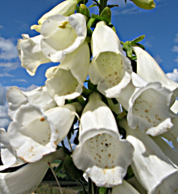 FOXGLOVE 1002 SEEDS DIGITALUS PURPUREA, SPOTTED PURPLE OR WHITE FLOWERS *BULK*