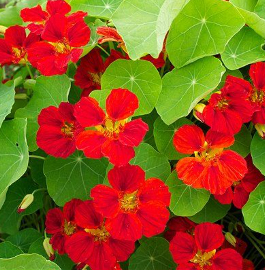 Nasturtium INDIAN CHIEF Climbing Vine Hummingbirds Fragrant USA Non-GMO 20 Seeds