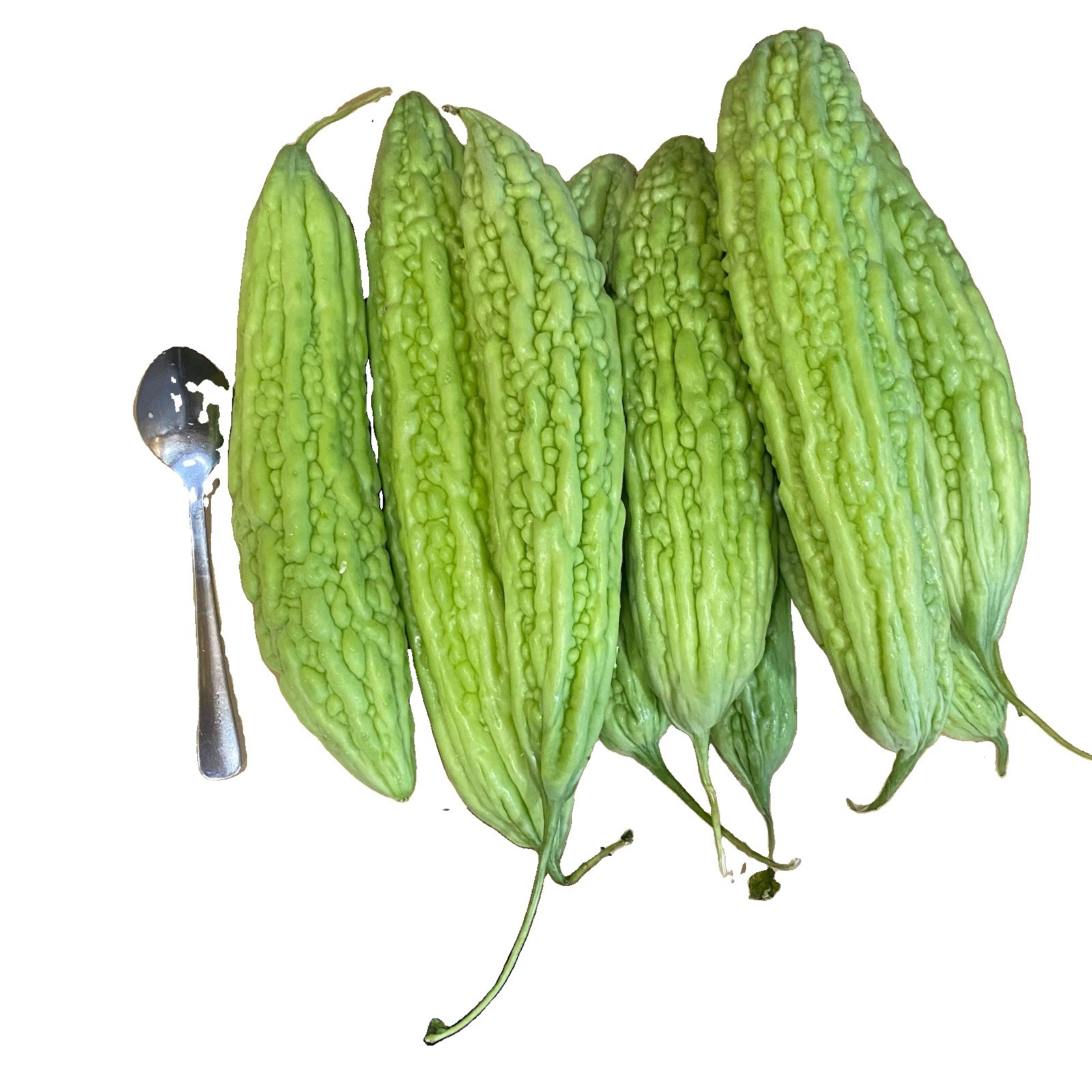 50 Bitter Melon ,Bitter Gourd seeds, Balsam Pear, Ku Gua, Foo Gwah, Kho Qua 2022