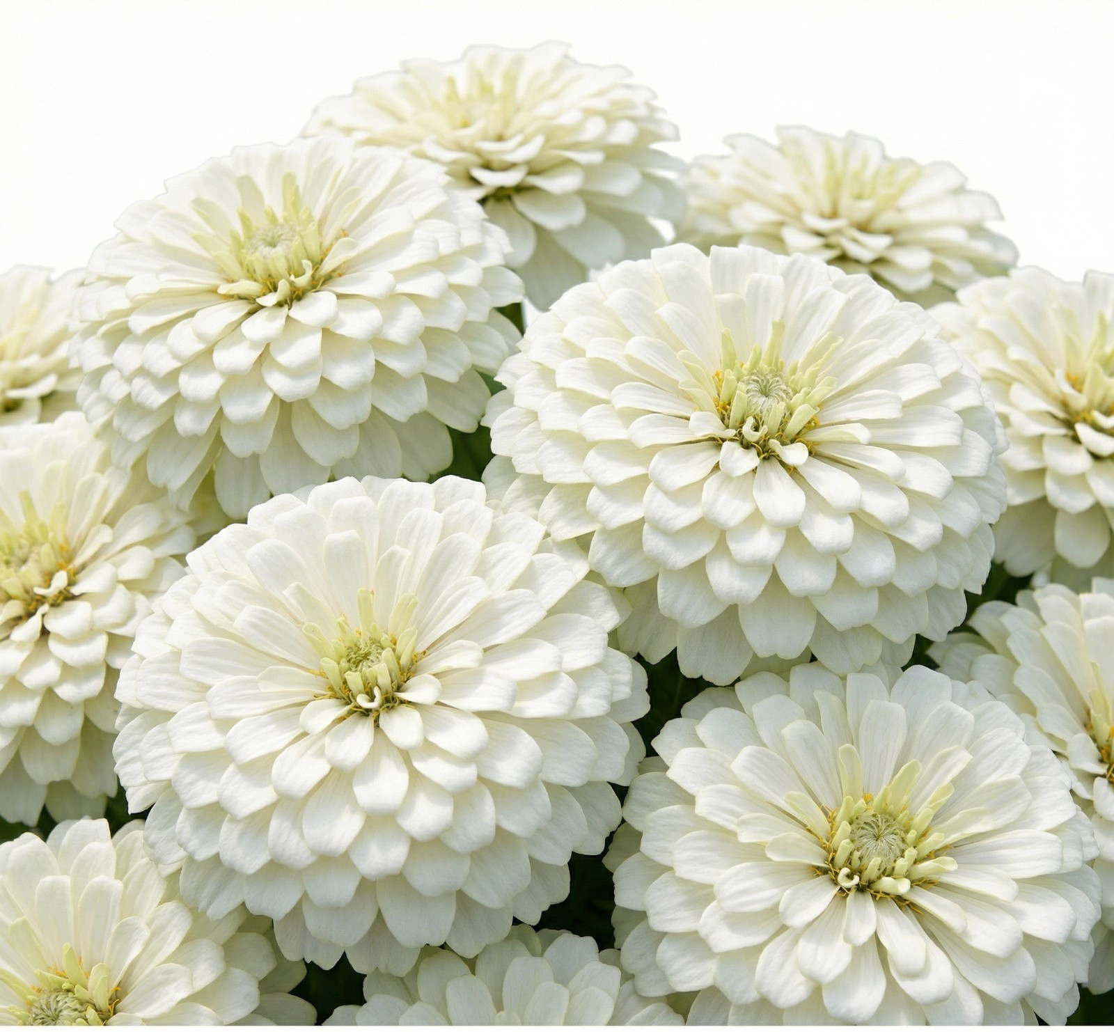Zinnia Benary’s Giant WHITE Cut Flower Garden 4-6″ Blooms Tall Non-GMO 25 Seeds