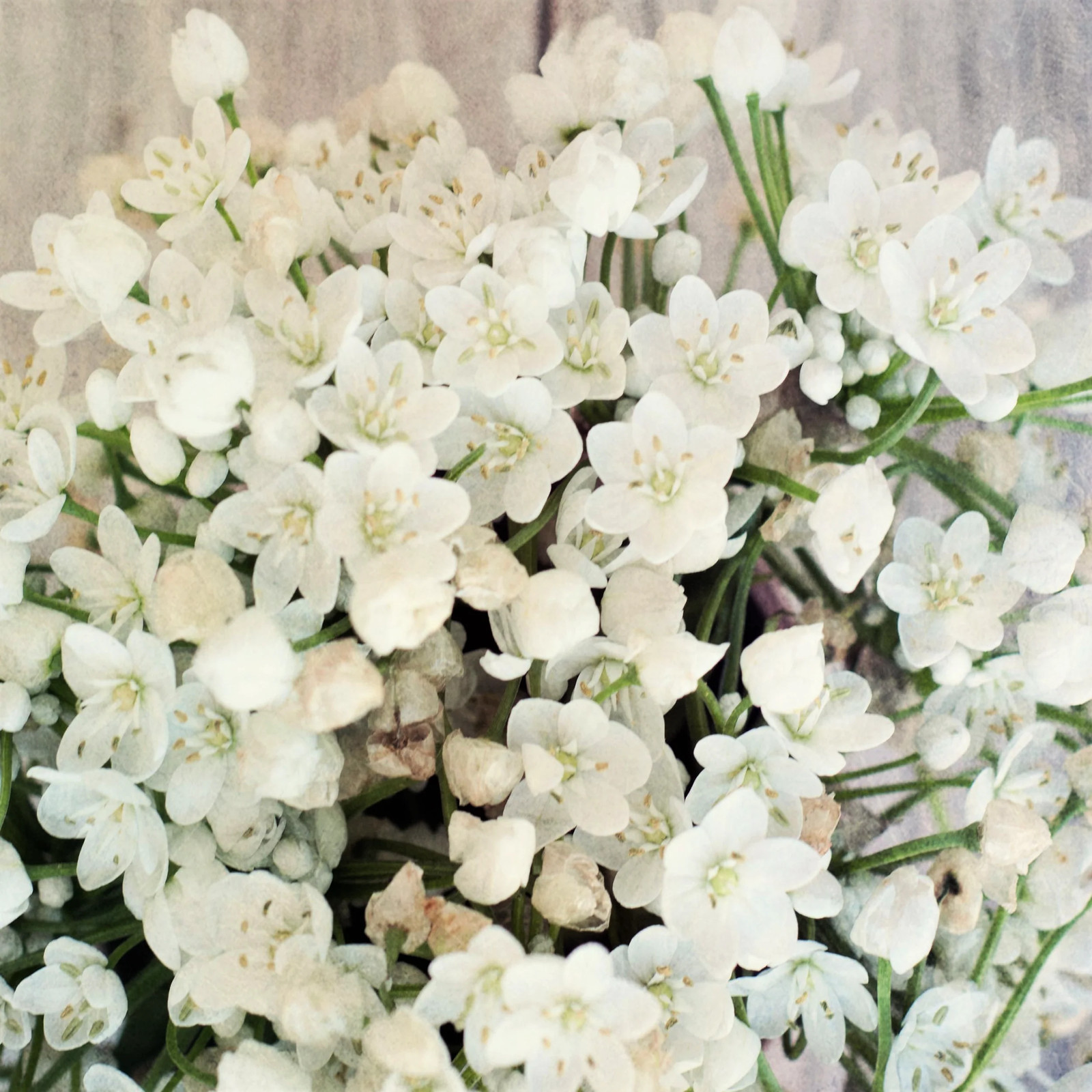 10 WHITE ALLIUM Neapolitanum Flowering or Naples Onion, Neopolitan or Daffodil G