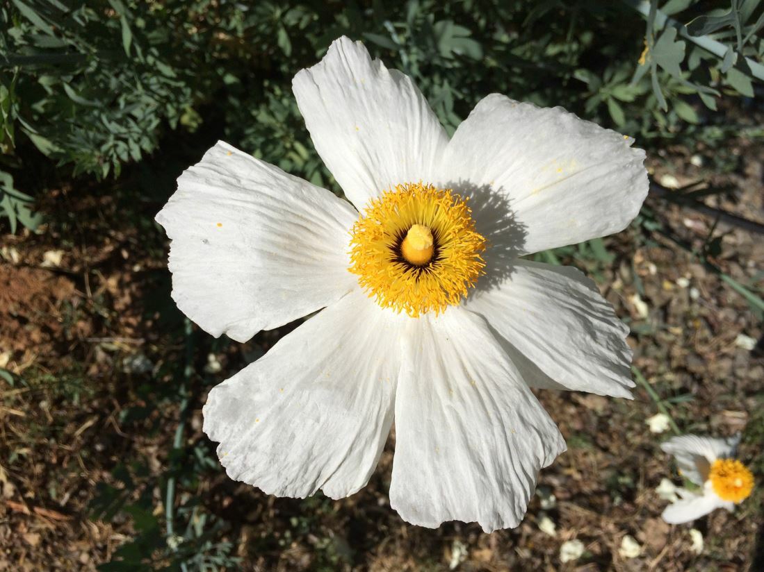 RARE ORGANIC MATILIJA ROMNEYA POPPY SEEDS NEW HARVEST 150 FRESH SEEDS
