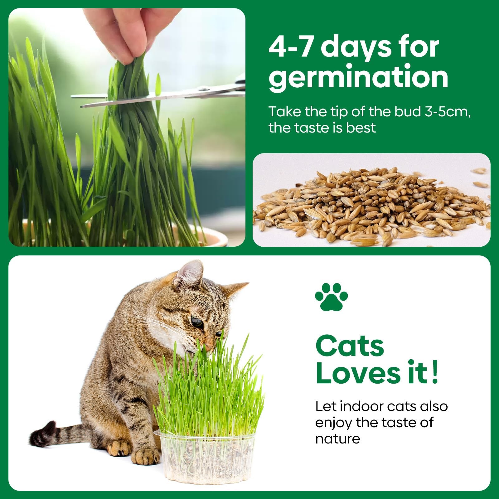 Cat Grass Seeds, Barley, Oats, Wheat, Rye 4 Varieties, Non-GMO Grow in 4-7 Days