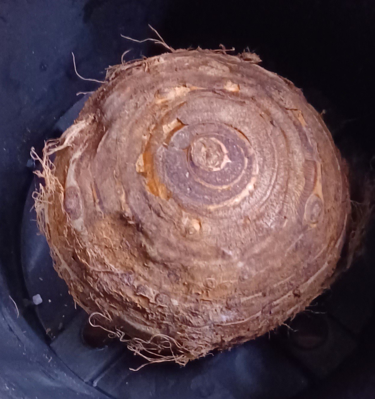 Large Elephant Ear Bulb – 9/11 Baseball Colocasia esculenta