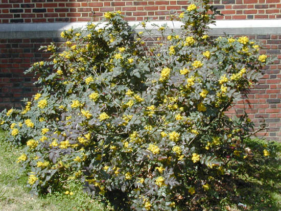 Oregon Holly Grape, Mahonia aquifolium, Shrub Seeds (Edible, Hardy, Showy)