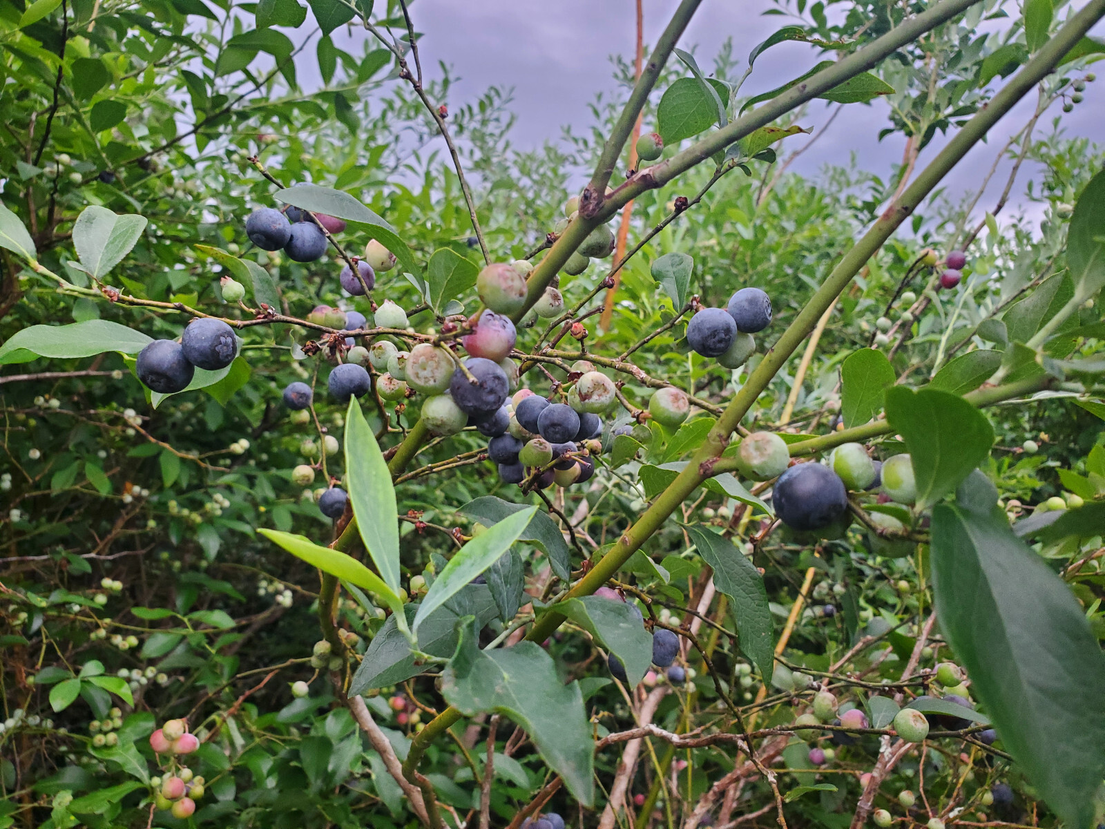 75 FLORIDA RABBITEYE Blueberry Seeds rabbit eye blue berry vaccinium virgatum