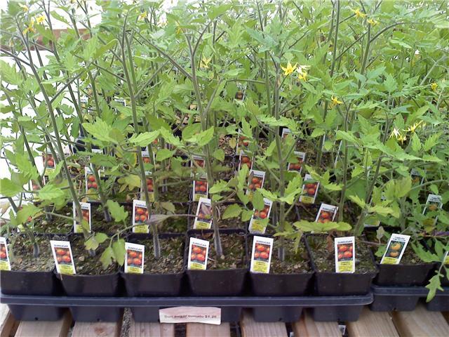 MPB#5 Tomato Seeds 25 Sunsugar Seeds Sun Sugar Tomato