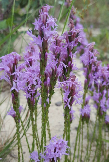 25+ Chapman’s Blazing Star Seeds | Liatris Chapmanii | Florida Native Flower