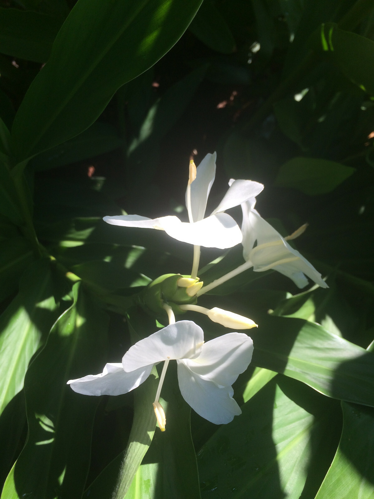 White Ginger (Hedychium coronarium) Fragrant, Beautiful, Hardy, Easy BIG BULBS +