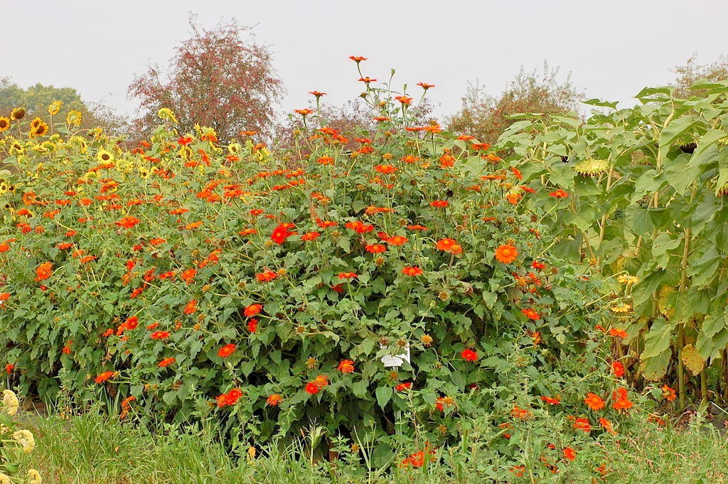 101+MEXICAN SUNFLOWER Seeds Drought Heat Summer Flower Garden Container Easy