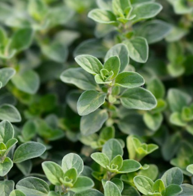 MARJORAM SWEET Herb Garden Medicinal Culinary Perennial Non-GMO 1000 Seeds!